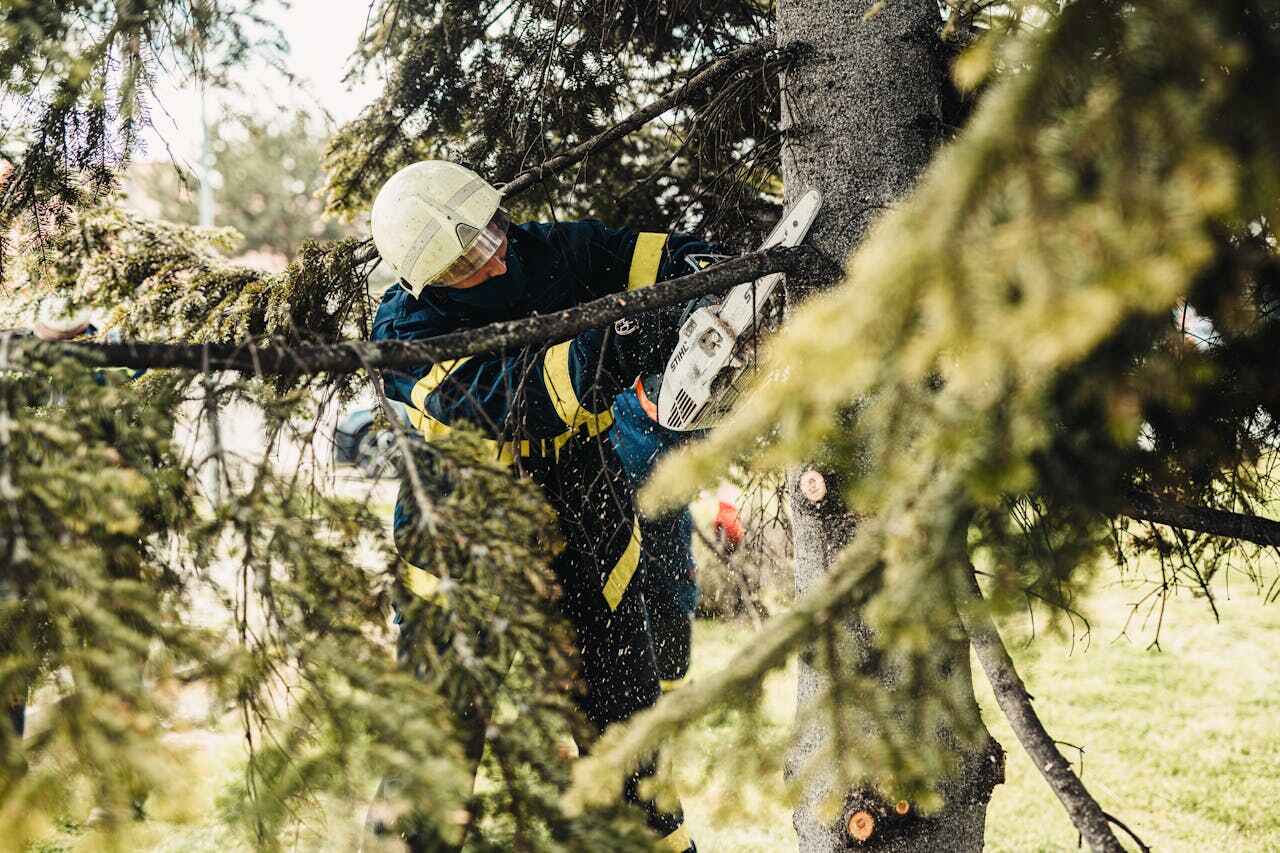 Residential Tree Removal in Kahoka, MO